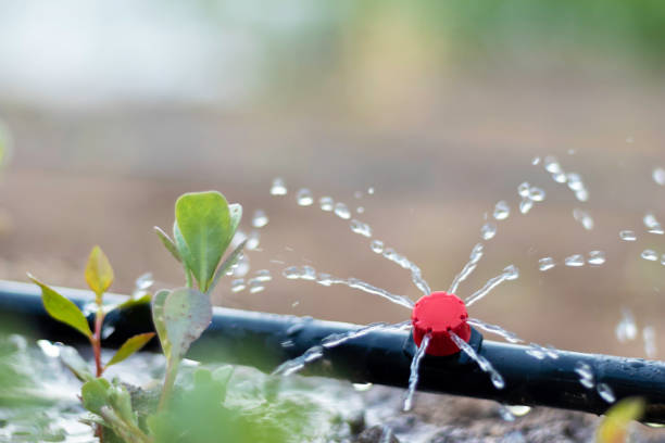 Irrigation in Greensboro, GA being tested as a technician checks sprinkler coverage across a front lawn