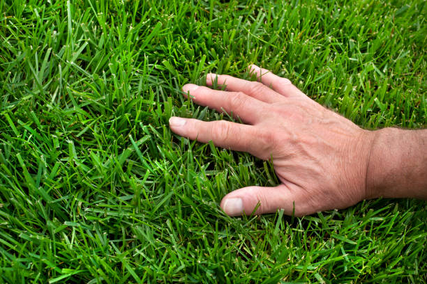 Cutting Edge Landscaping, LLC professional turf care in Milledgeville, GA for healthy green lawns