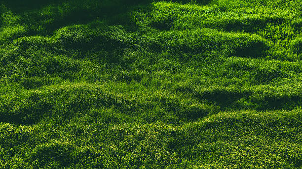 Turf care service in Macon, GA by Cutting Edge Landscaping, LLC