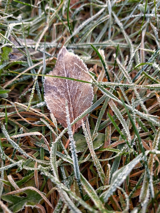 Winter Grass Tips in Georgia